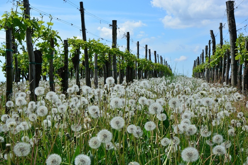 archiv___2018___cp-1-2-limbach___dandelion-2251822_960_720.jpg