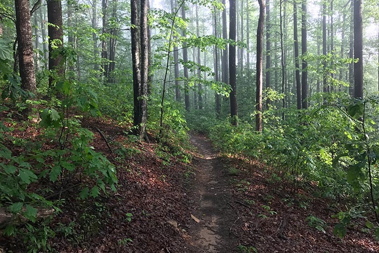 archiv___2019___singletrack-closures.jpg